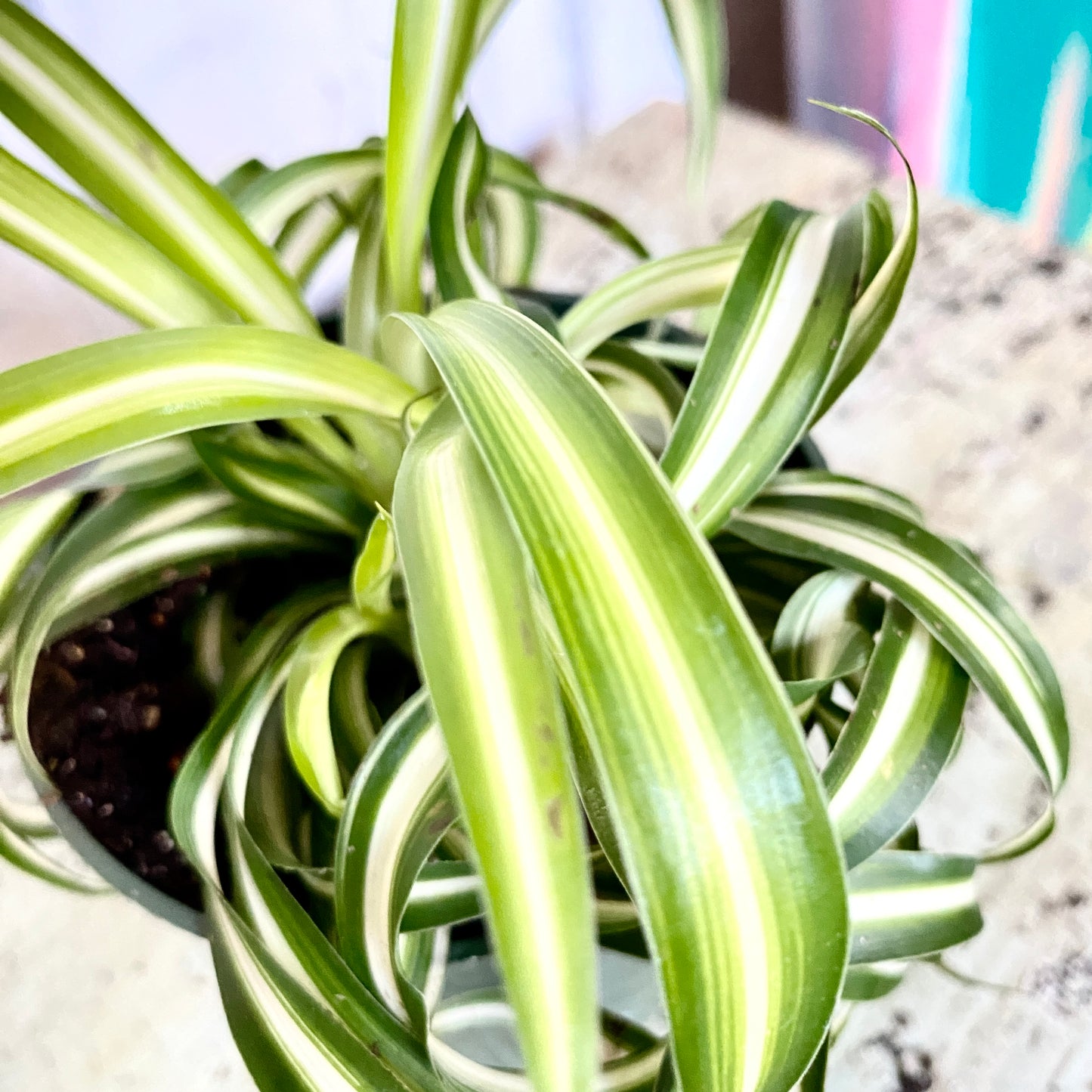 Chlorophytum Spider, Bonnie Spider Plant