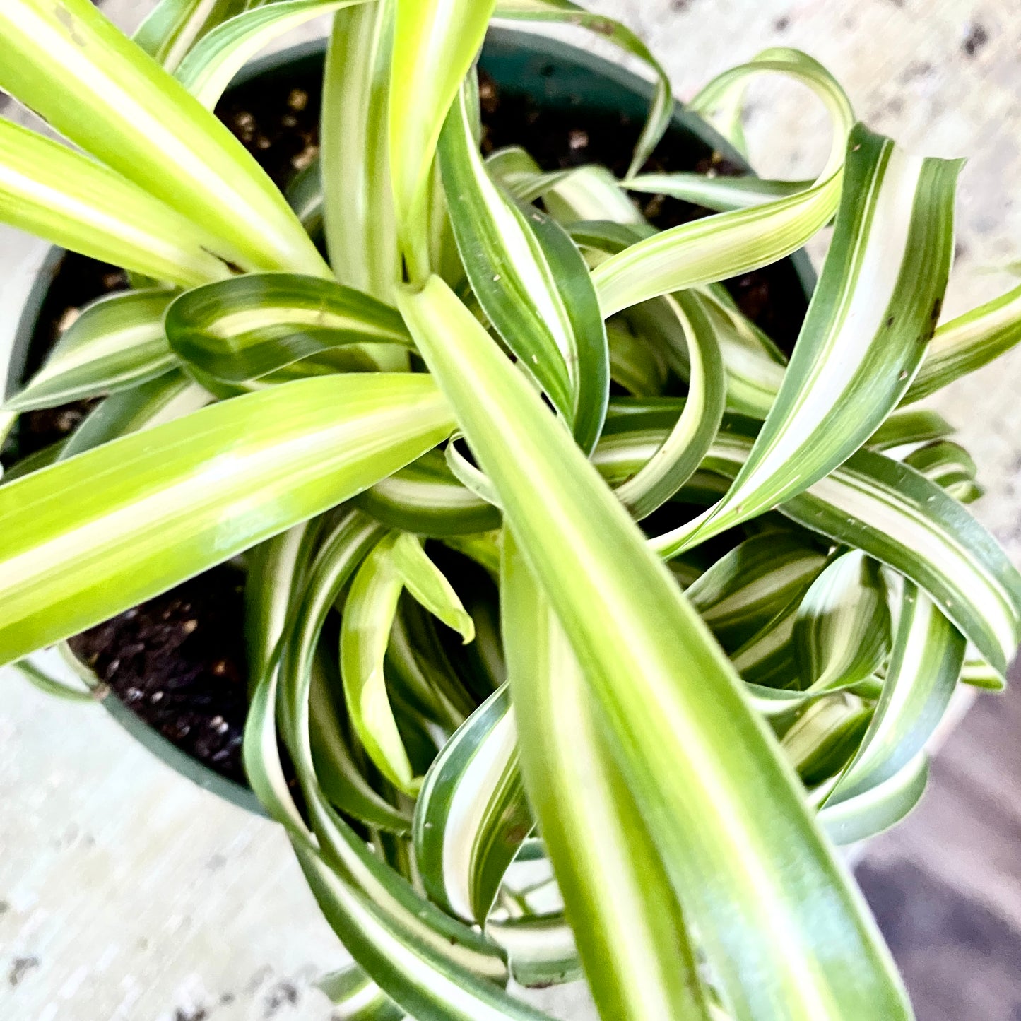 Chlorophytum Spider, Bonnie Spider Plant