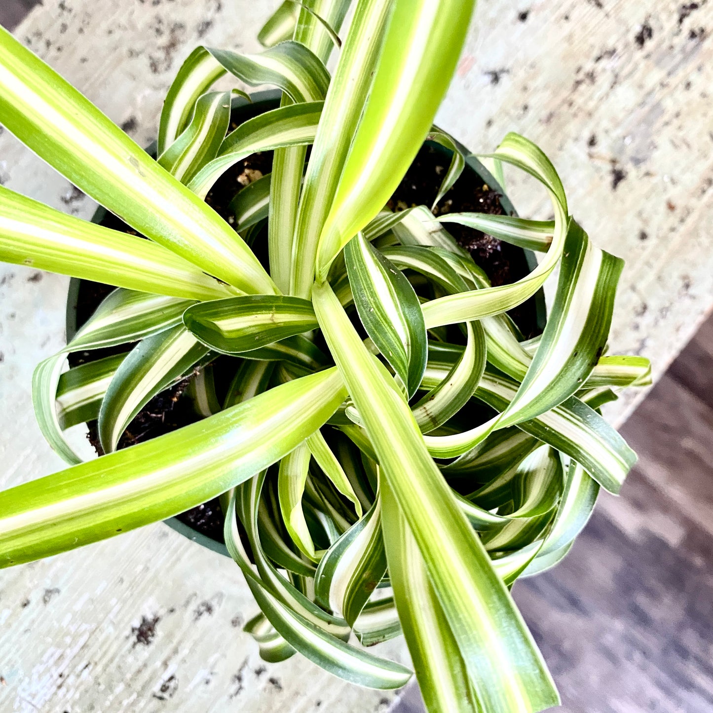 Chlorophytum Spider, Bonnie Spider Plant