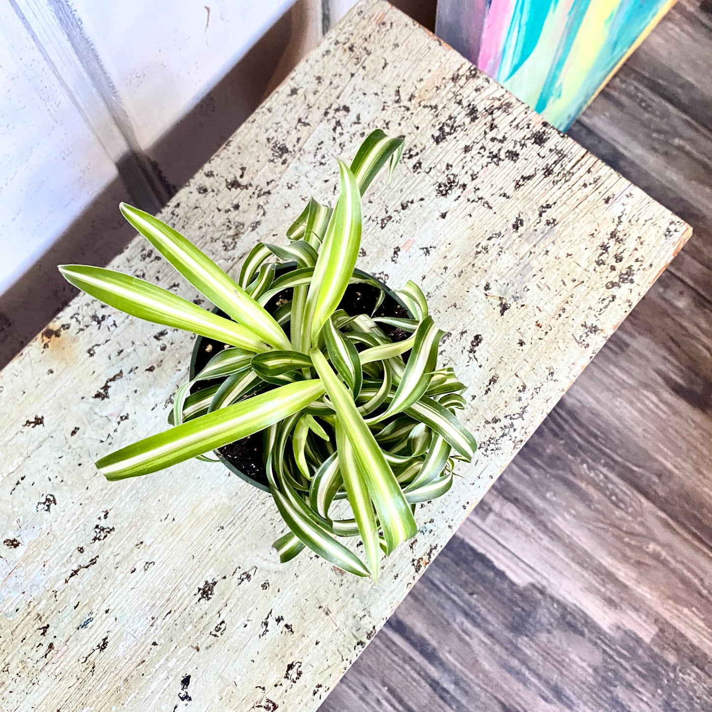 Chlorophytum Spider, Bonnie Spider Plant