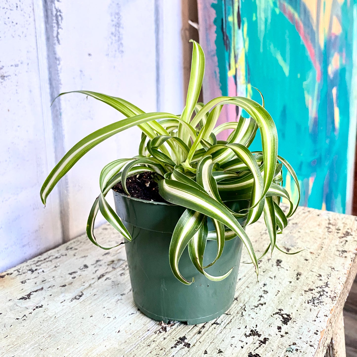 Chlorophytum Spider, Bonnie Spider Plant