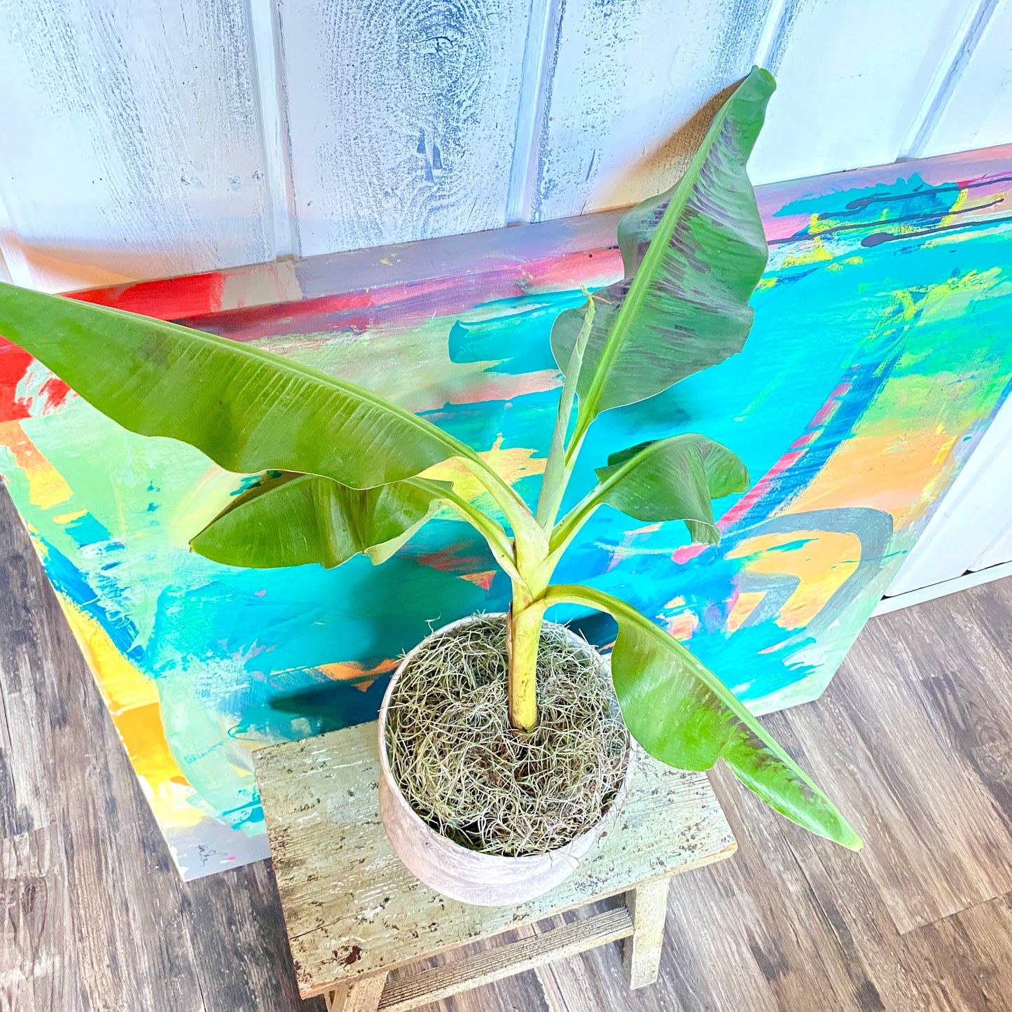 Musa Dwarf Cavendish Banana Tree