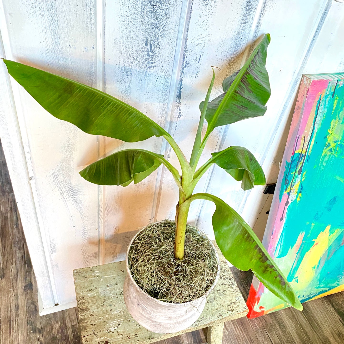 Musa Dwarf Cavendish Banana Tree