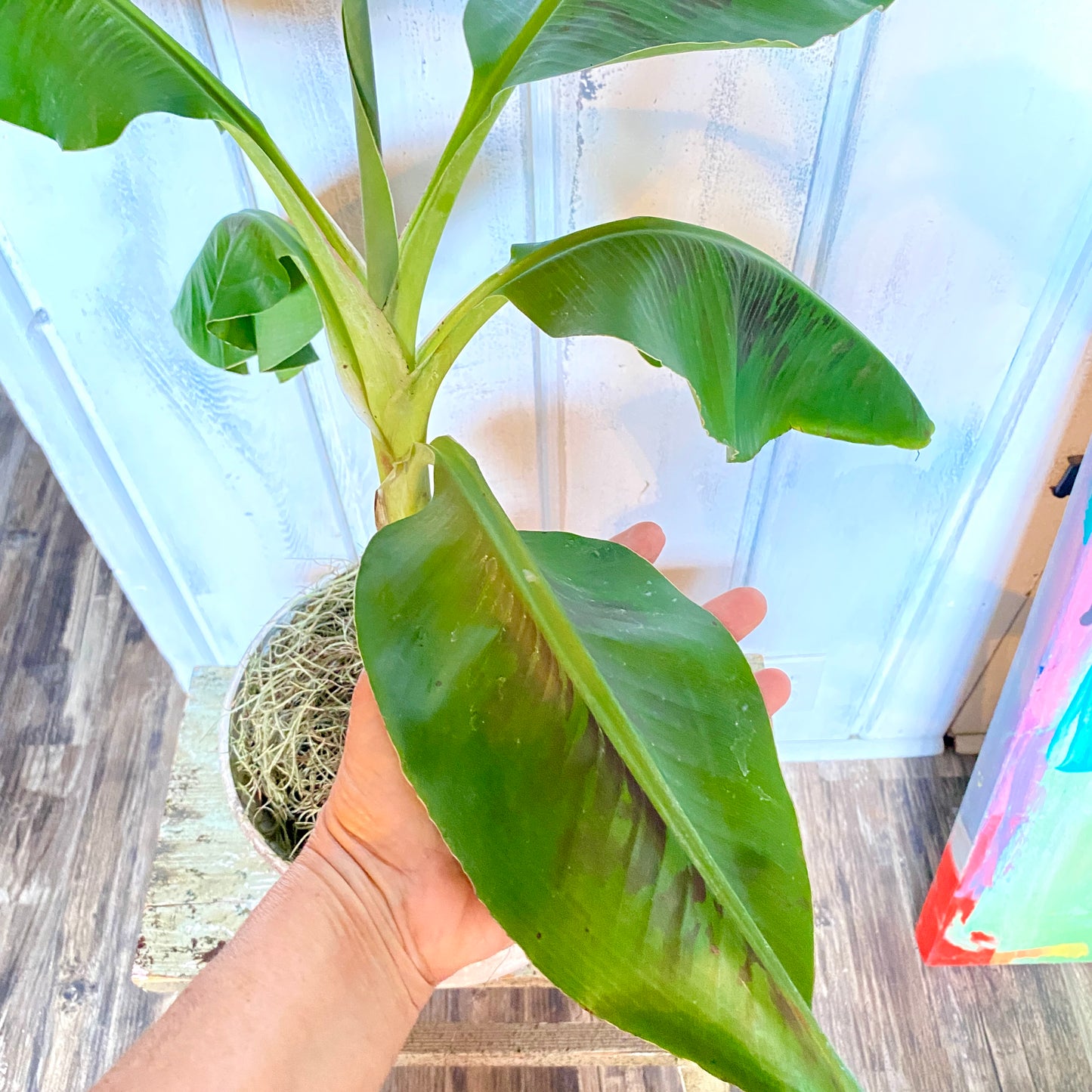 Musa Dwarf Cavendish Banana Tree