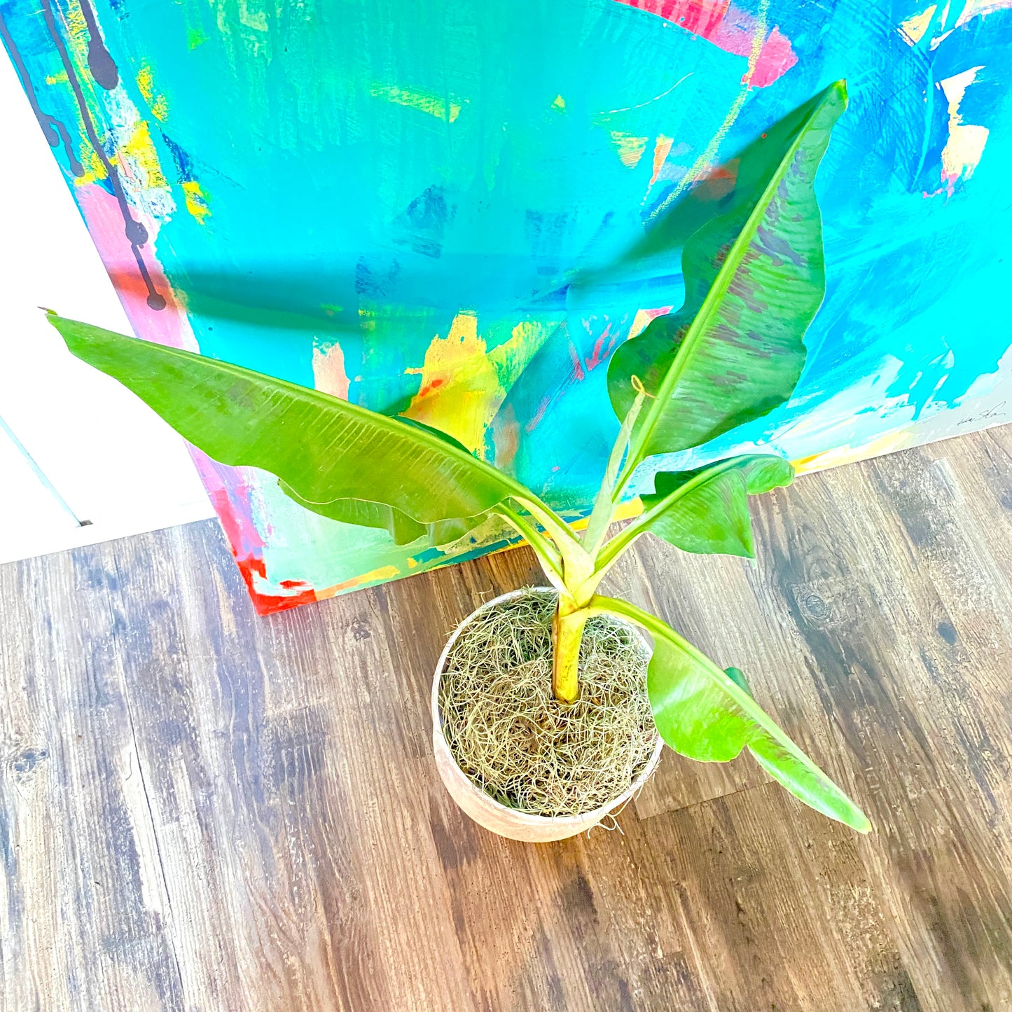Musa Dwarf Cavendish Banana Tree