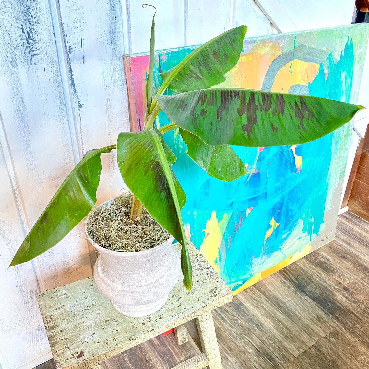 Musa Dwarf Cavendish Banana Tree