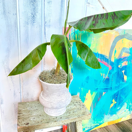 Musa Dwarf Cavendish Banana Tree