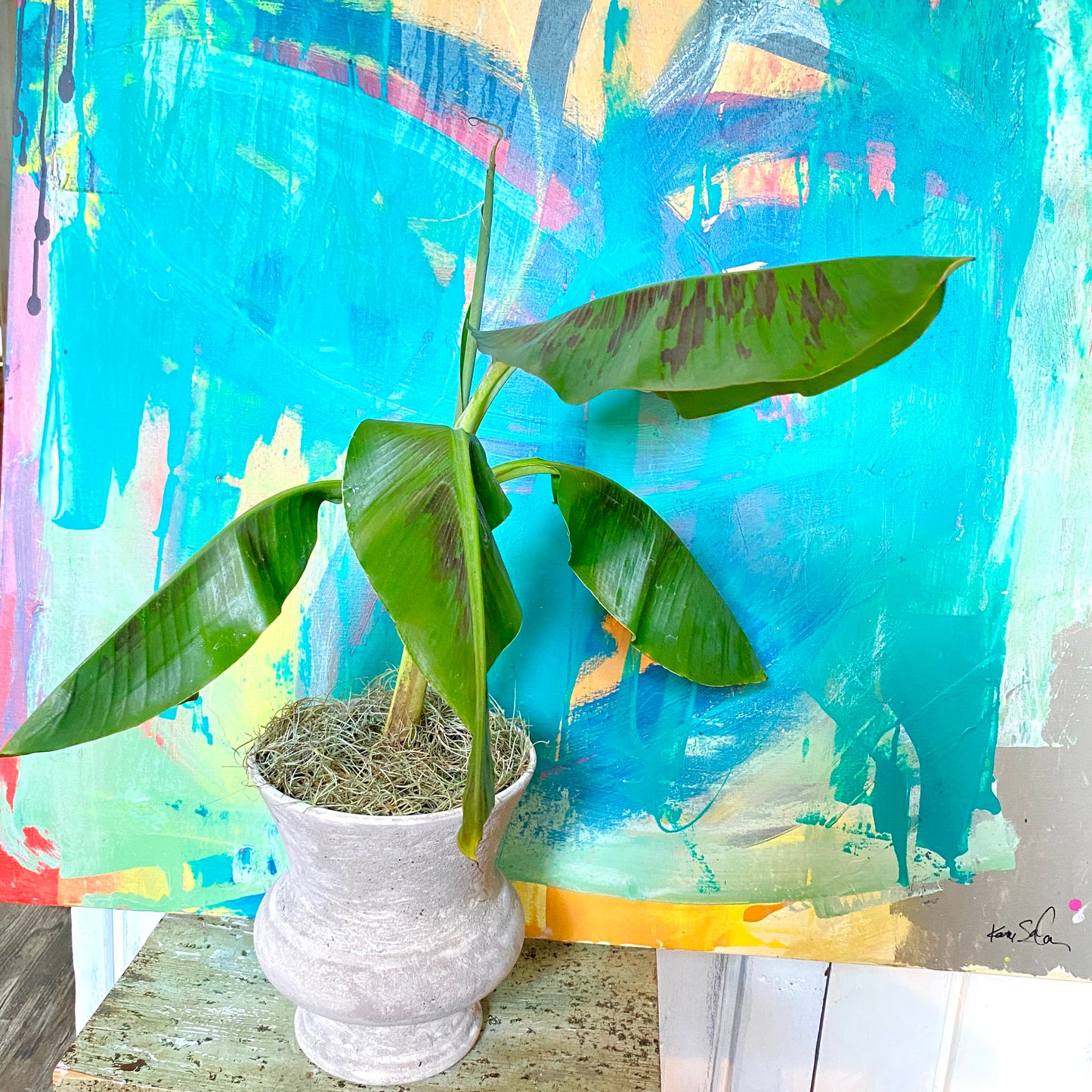 Musa Dwarf Cavendish Banana Tree