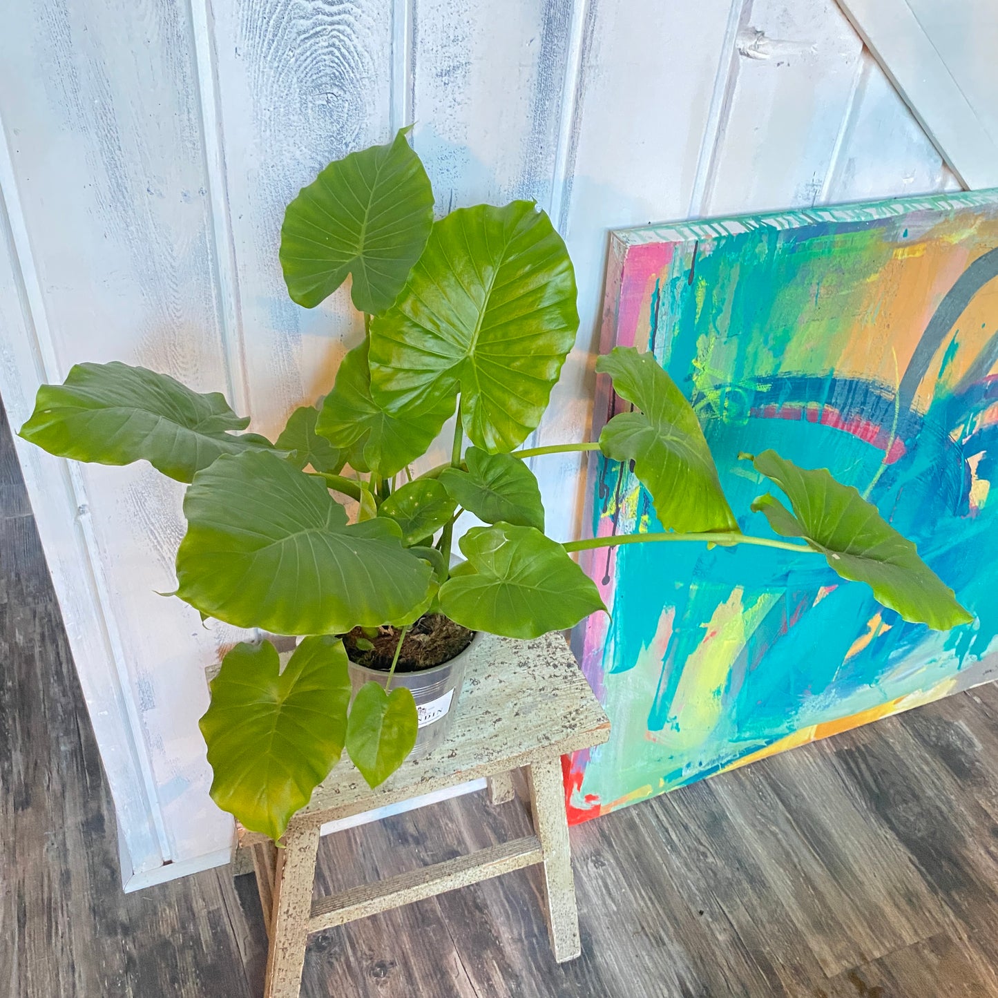 Alocasia Elephant Ear in a Champagne Bucket!