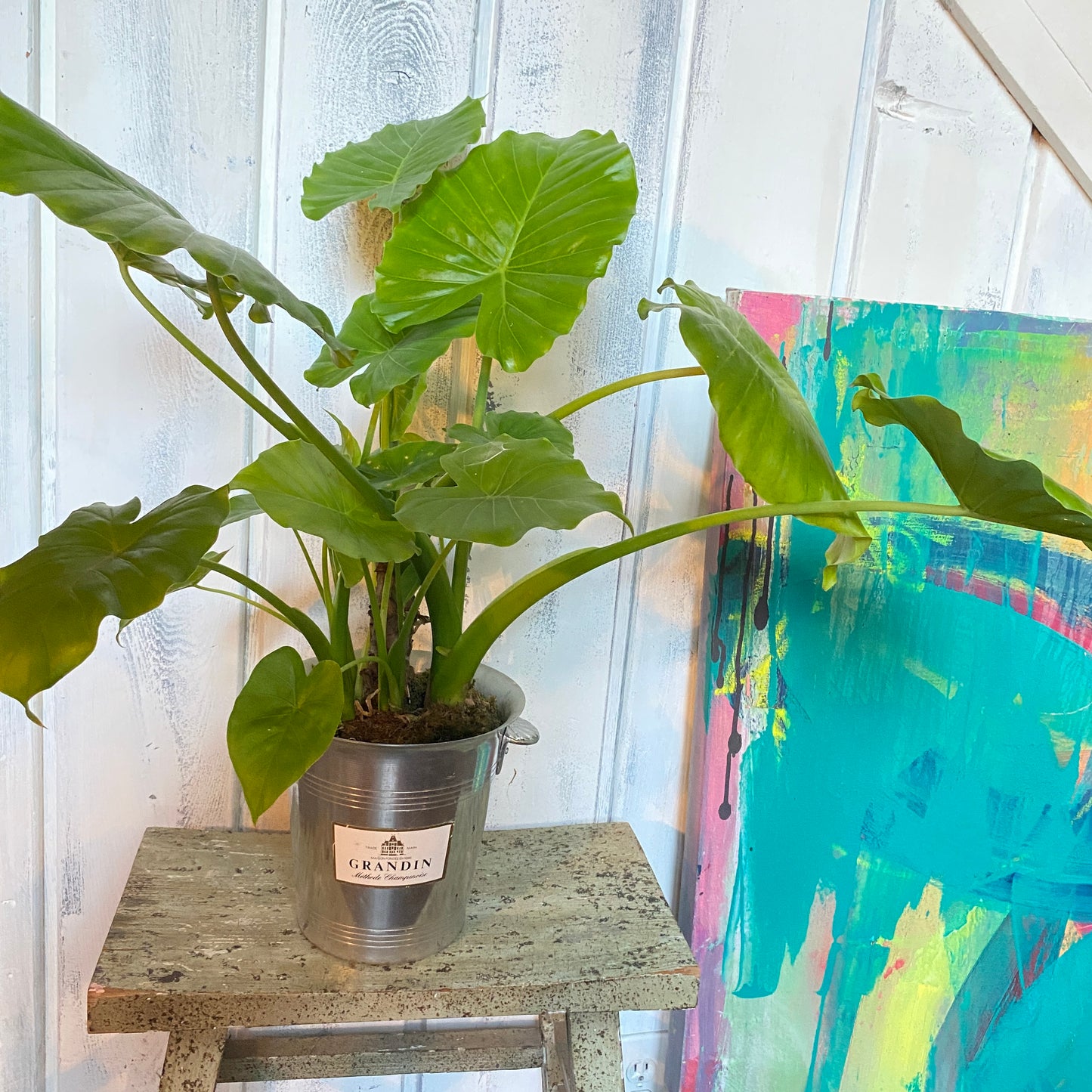 Alocasia Elephant Ear in a Champagne Bucket!