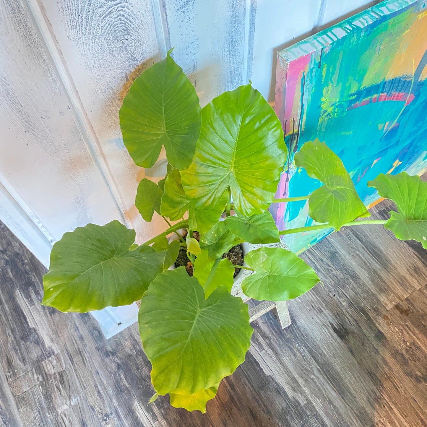 Alocasia Elephant Ear in a Champagne Bucket!