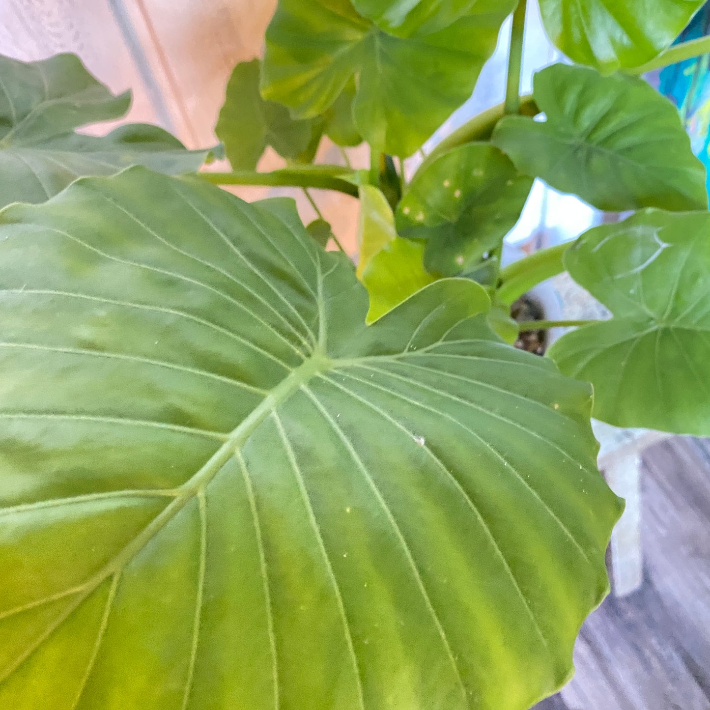Alocasia Elephant Ear in a Champagne Bucket!