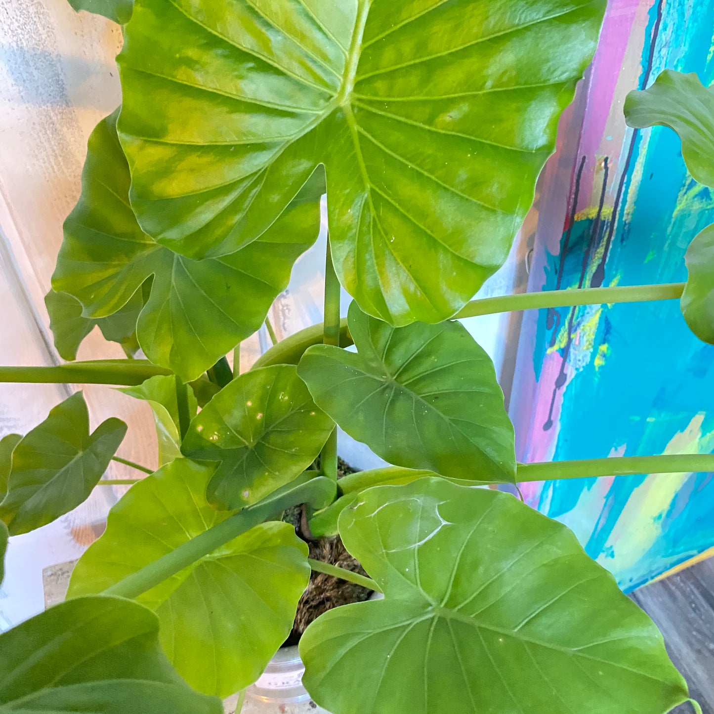 Alocasia Elephant Ear in a Champagne Bucket!