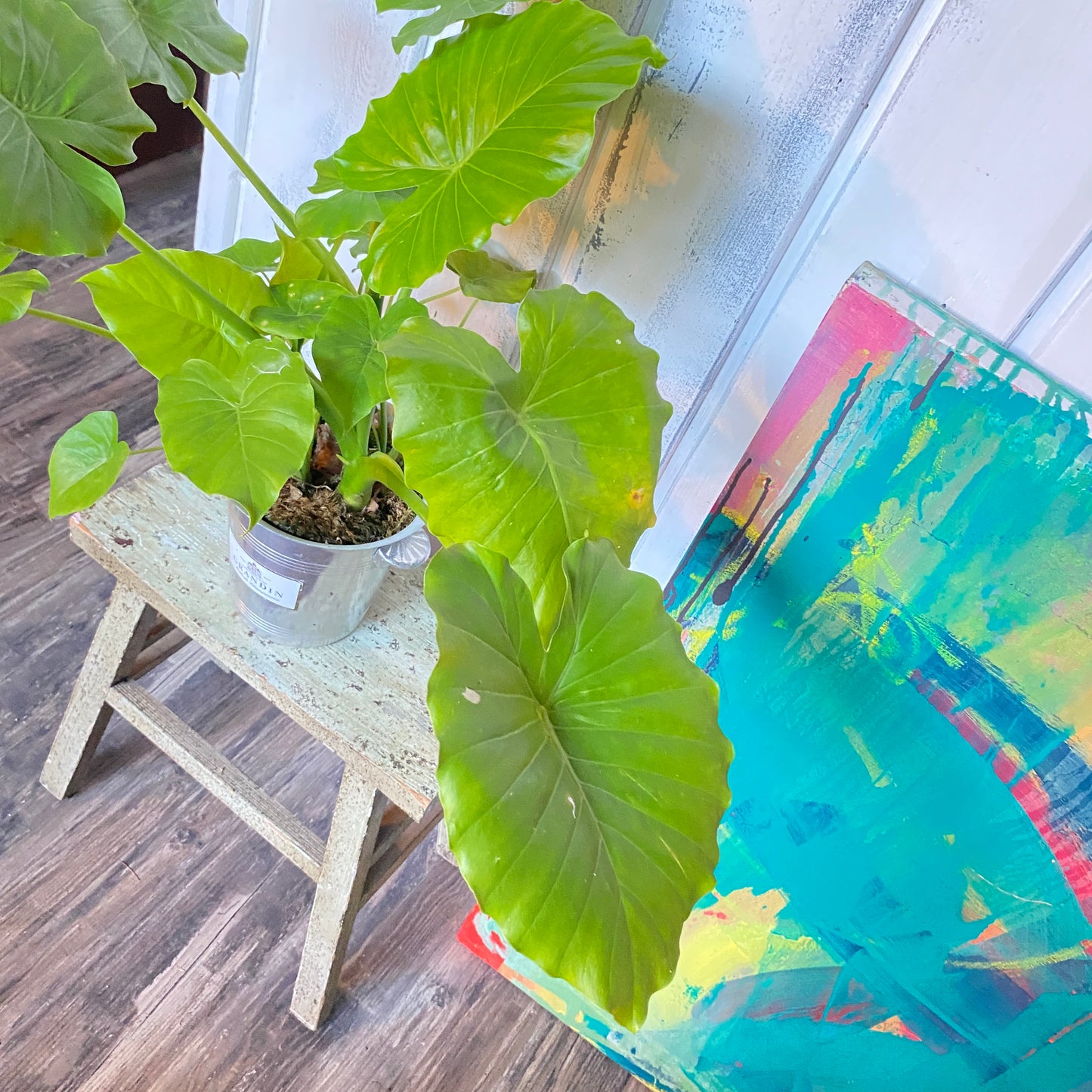 Alocasia Elephant Ear in a Champagne Bucket!
