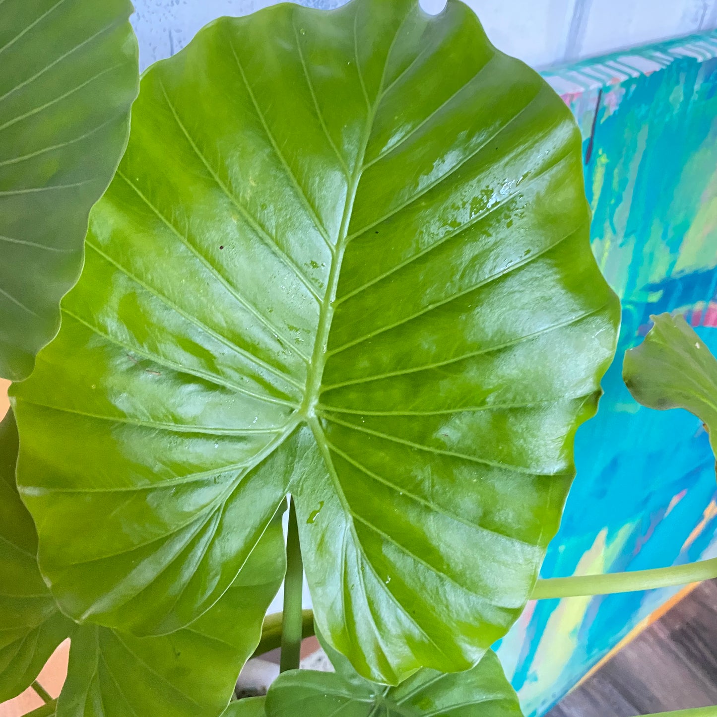 Alocasia Elephant Ear in a Champagne Bucket!