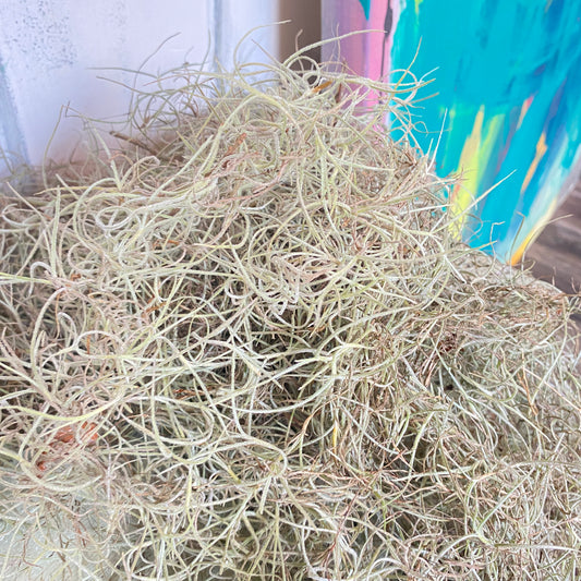 Spanish Moss