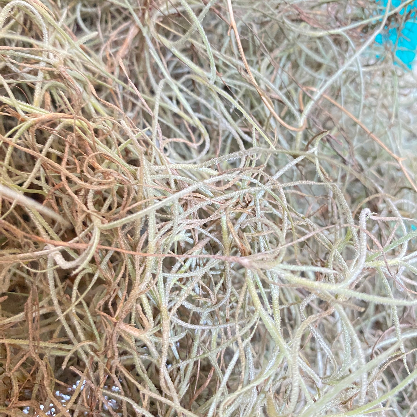 Spanish Moss
