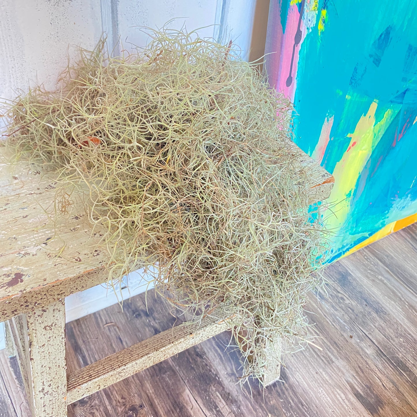 Spanish Moss