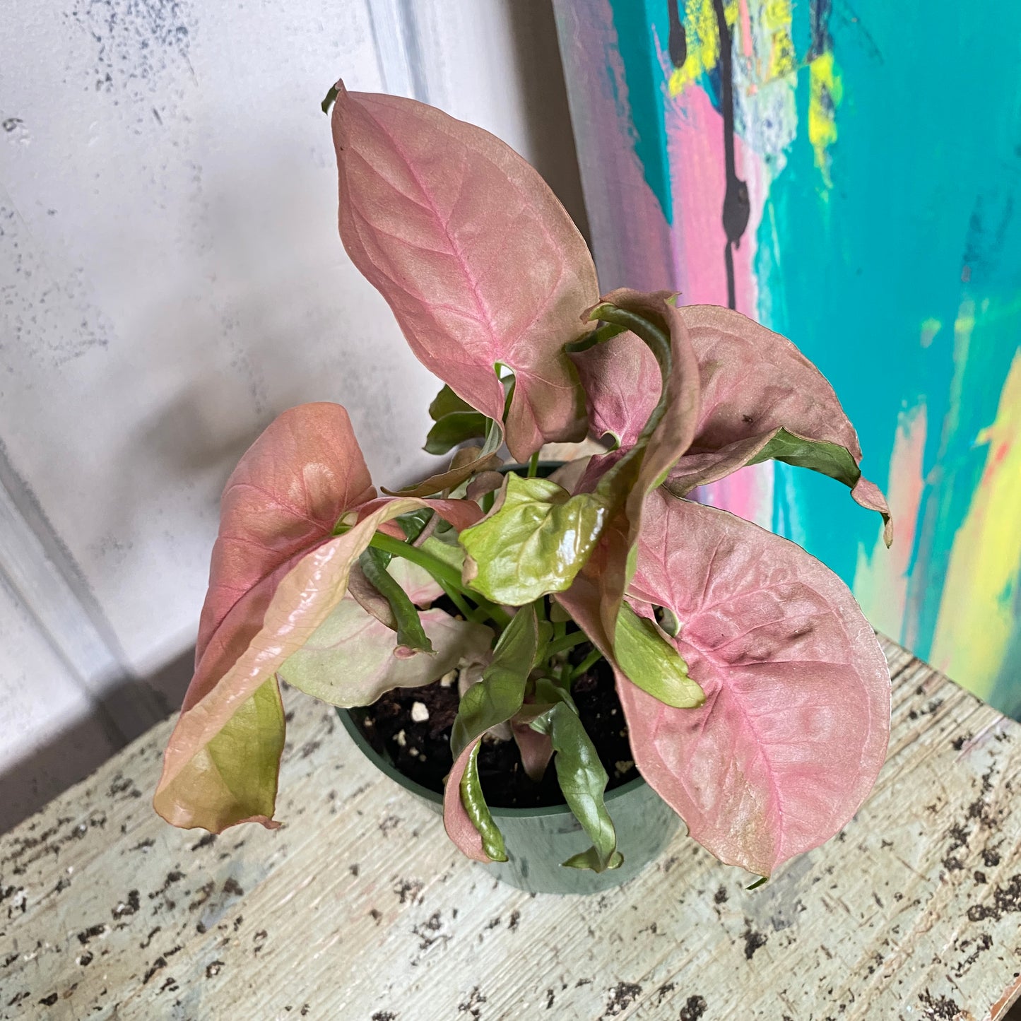 Syngonium Pink Neon