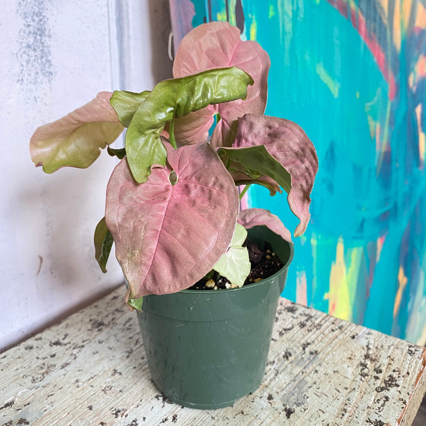 Syngonium Pink Neon