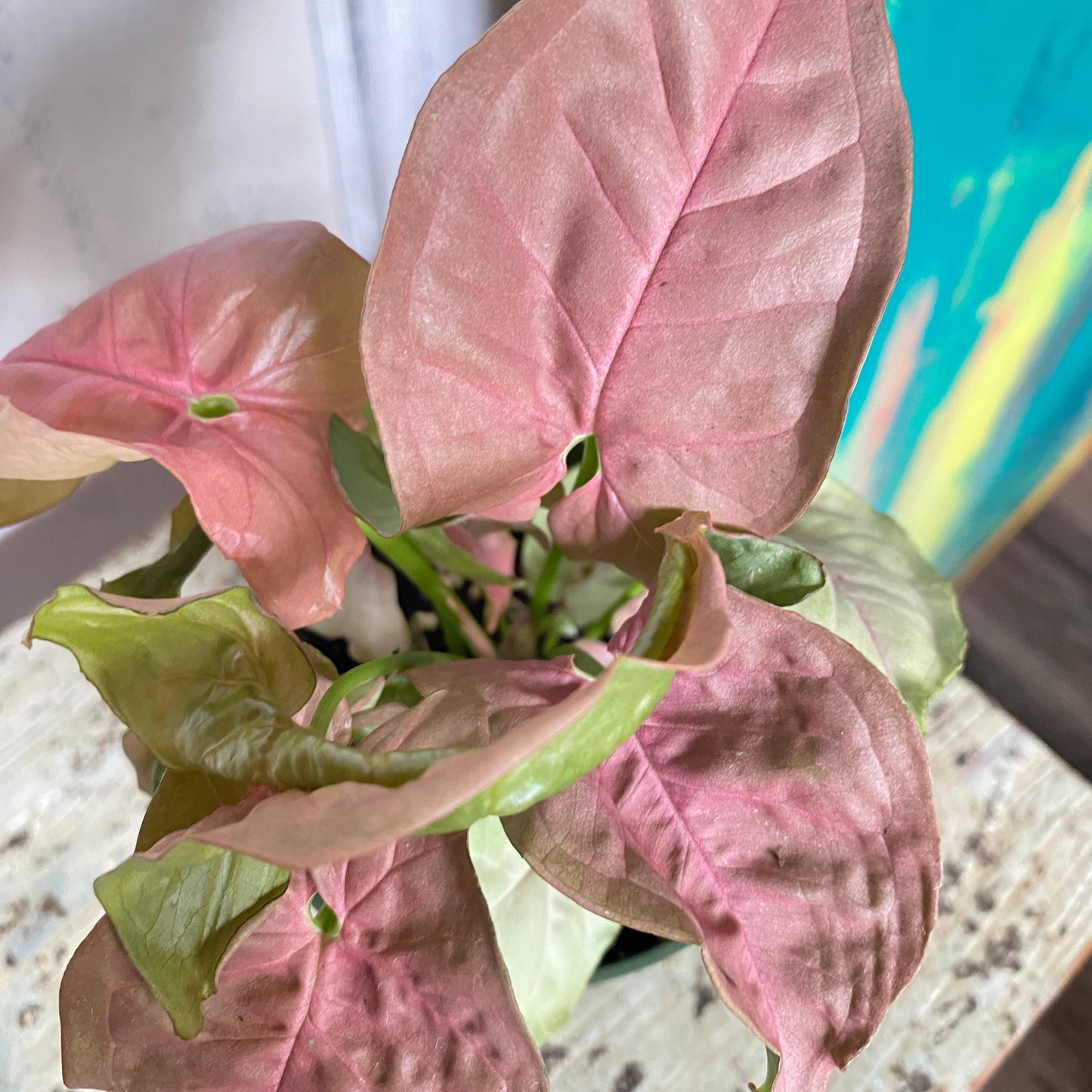 Syngonium Pink Neon