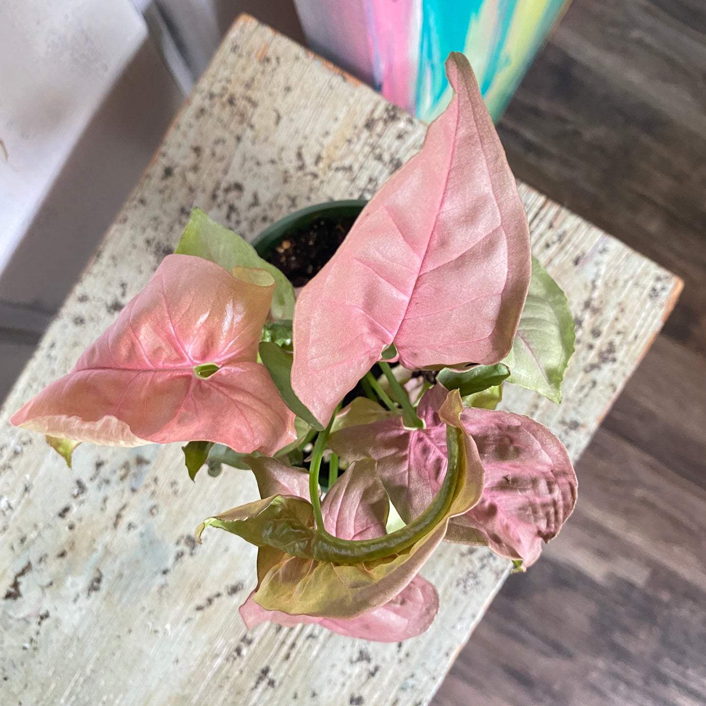 Syngonium Pink Neon