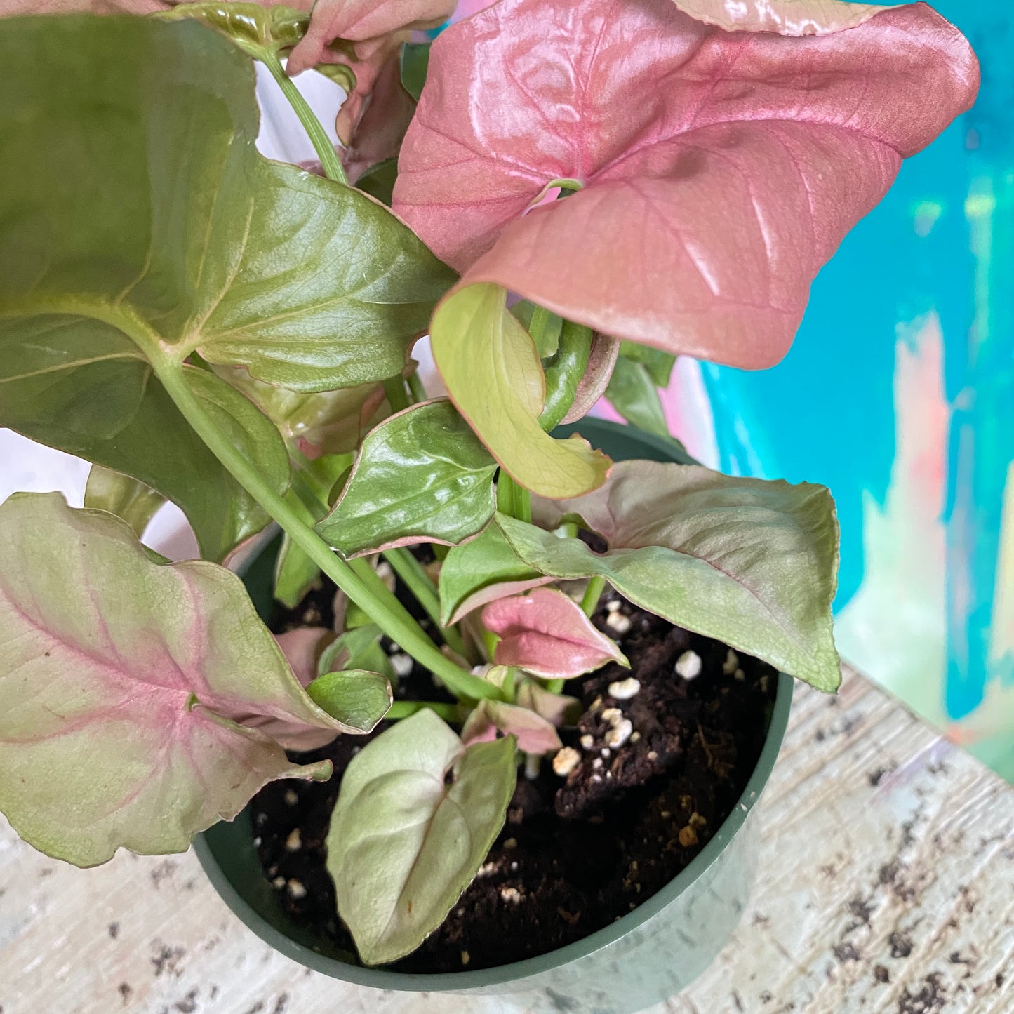 Syngonium Pink Neon