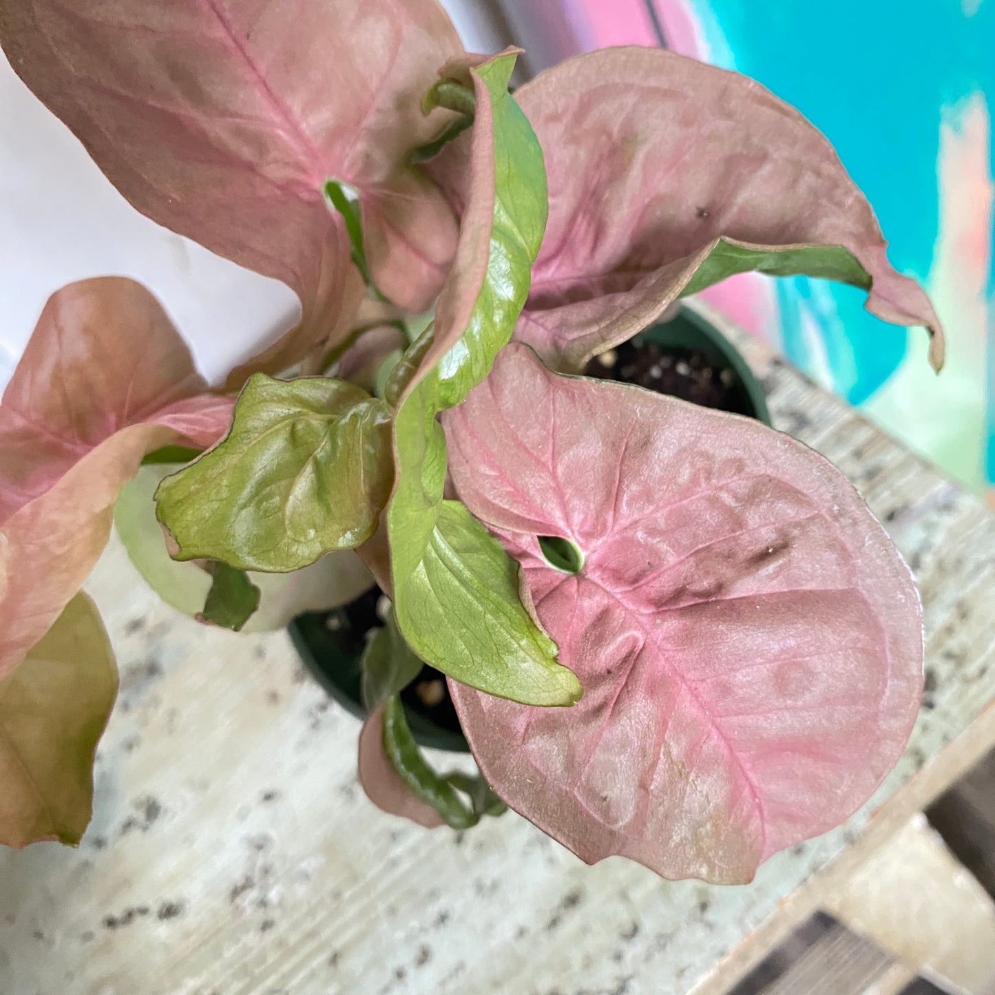 Syngonium Pink Neon