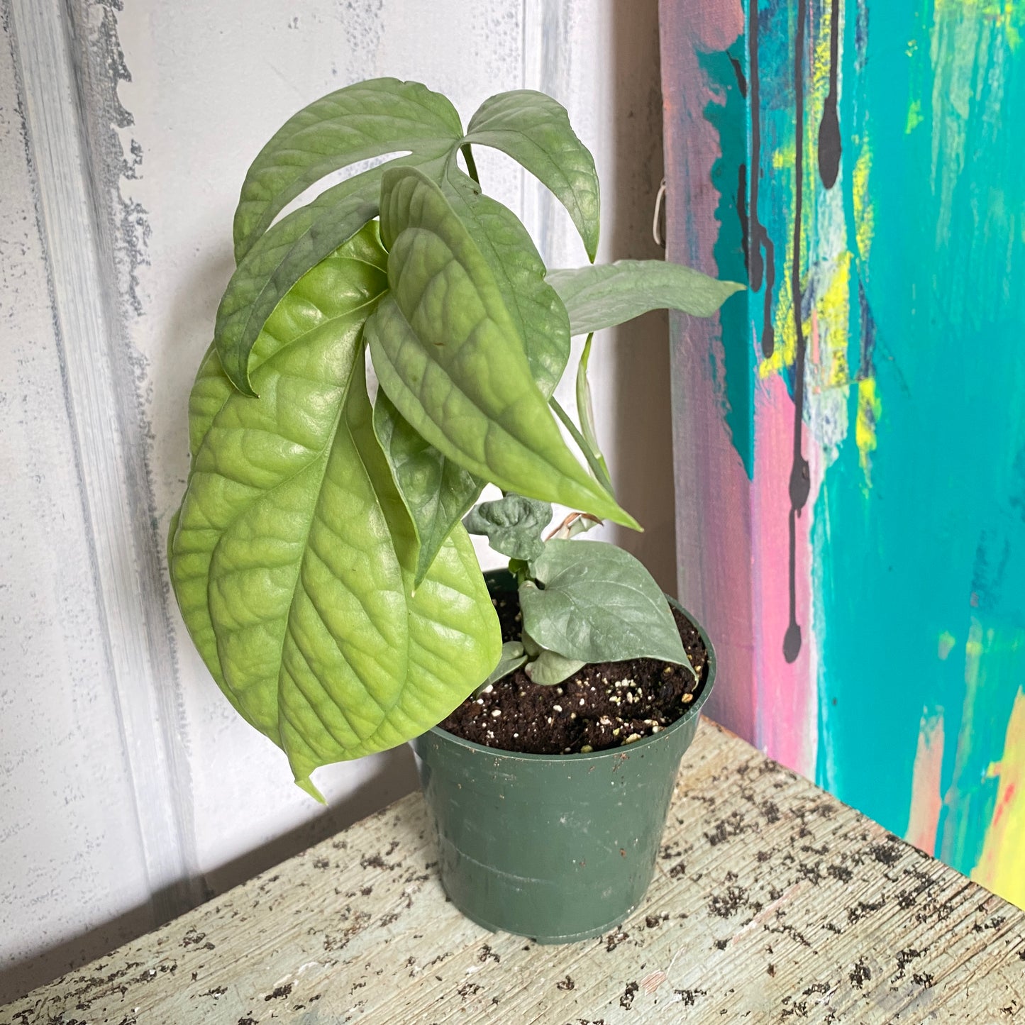 Monstera Amydrium