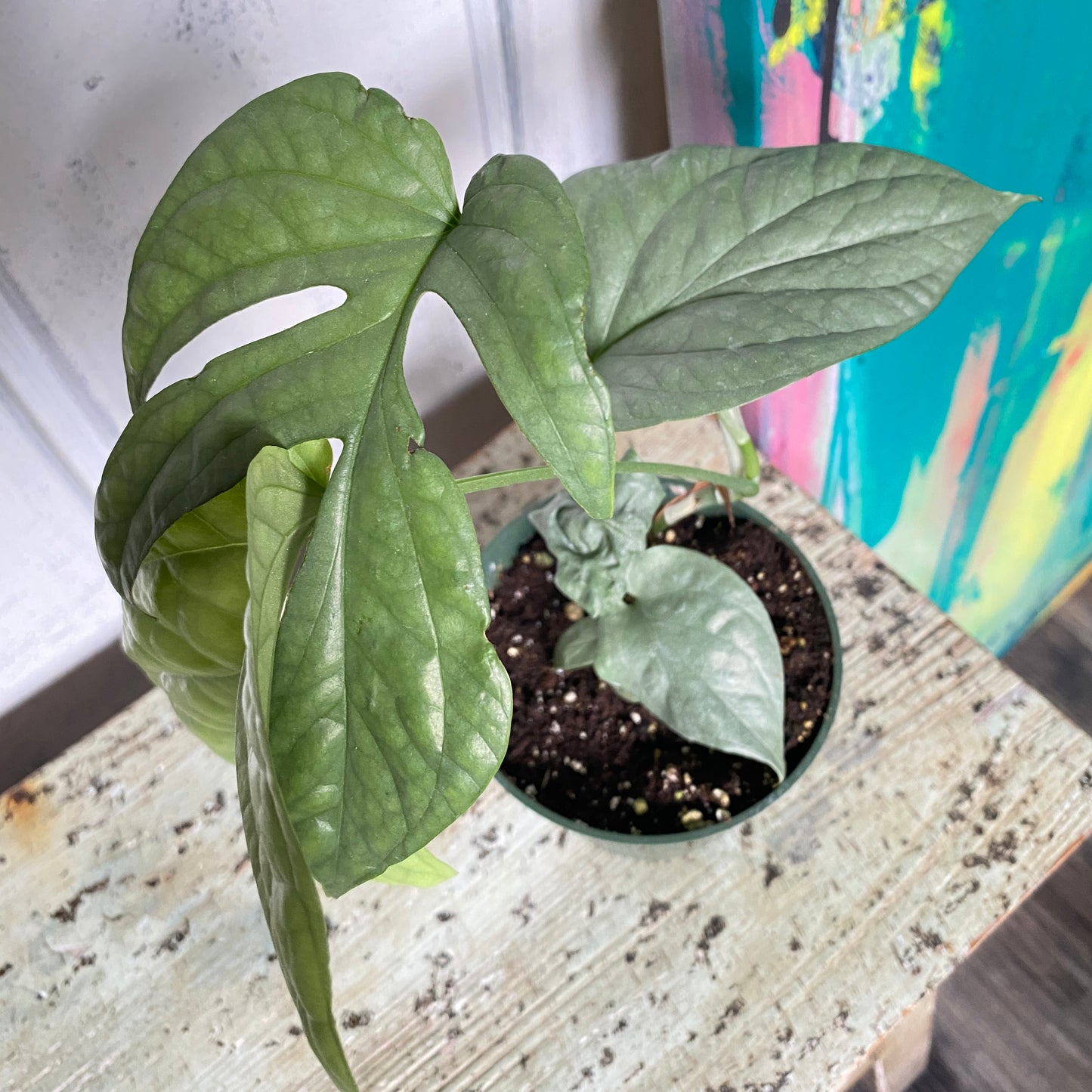 Monstera Amydrium