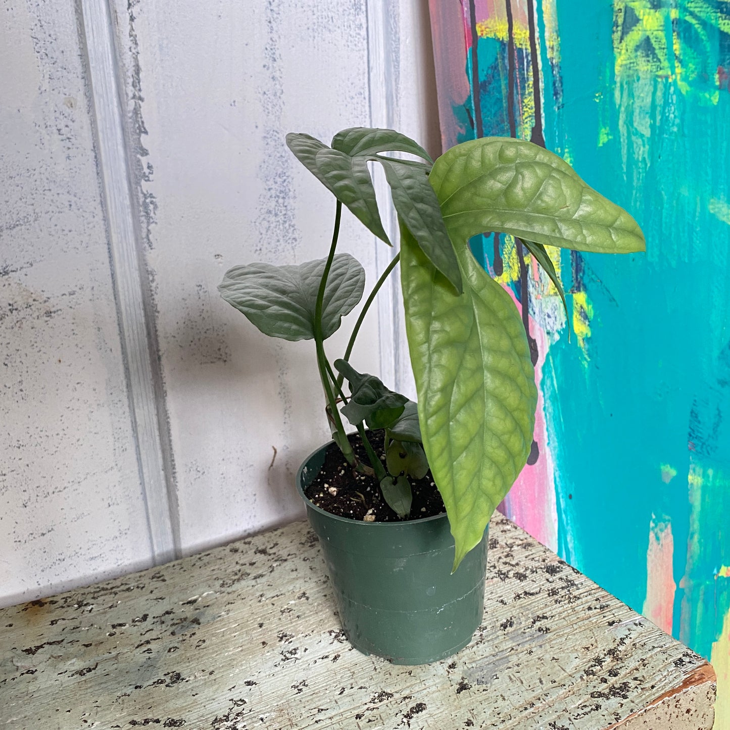 Monstera Amydrium