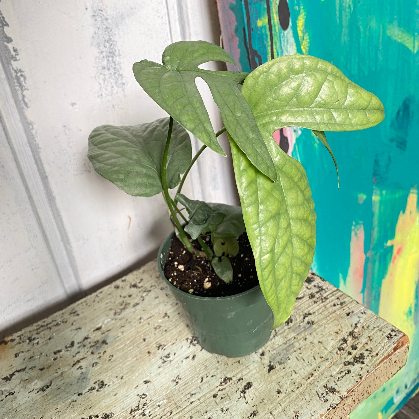 Monstera Amydrium