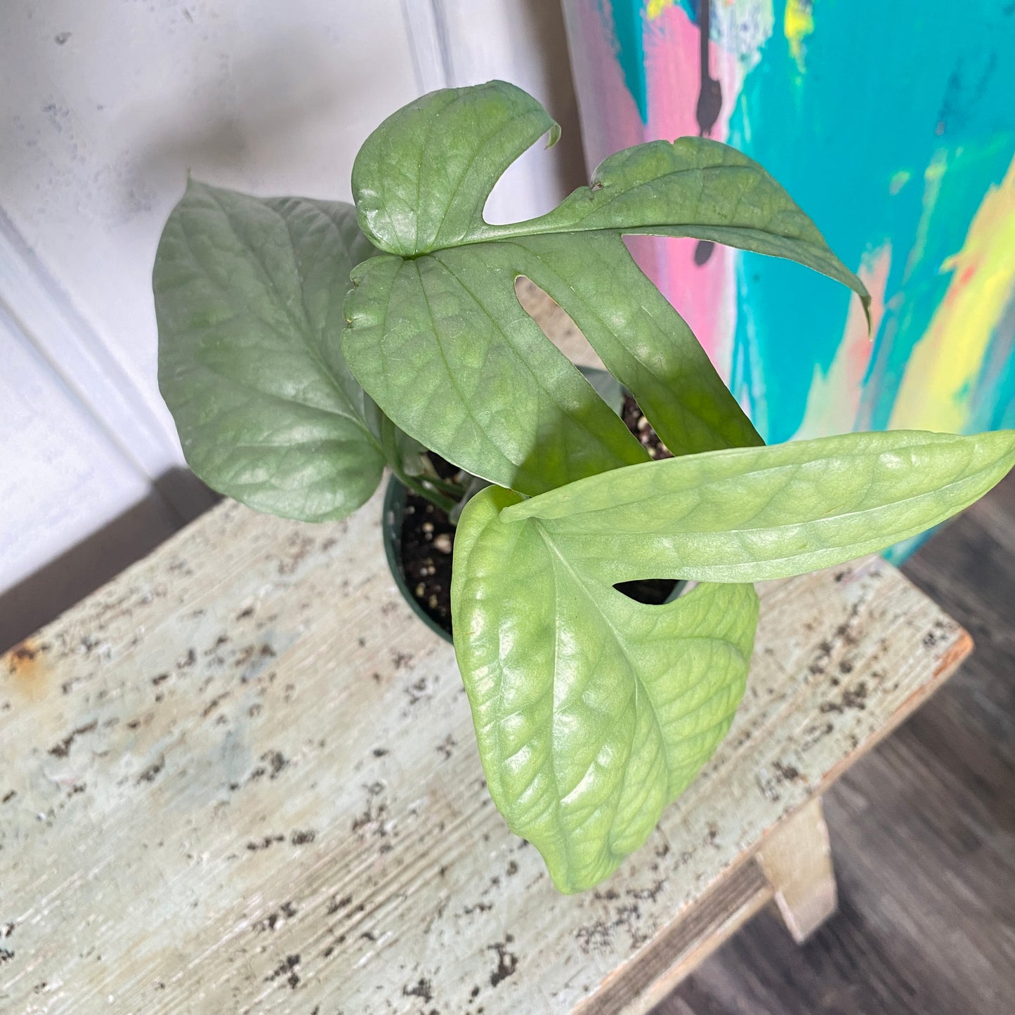Monstera Amydrium