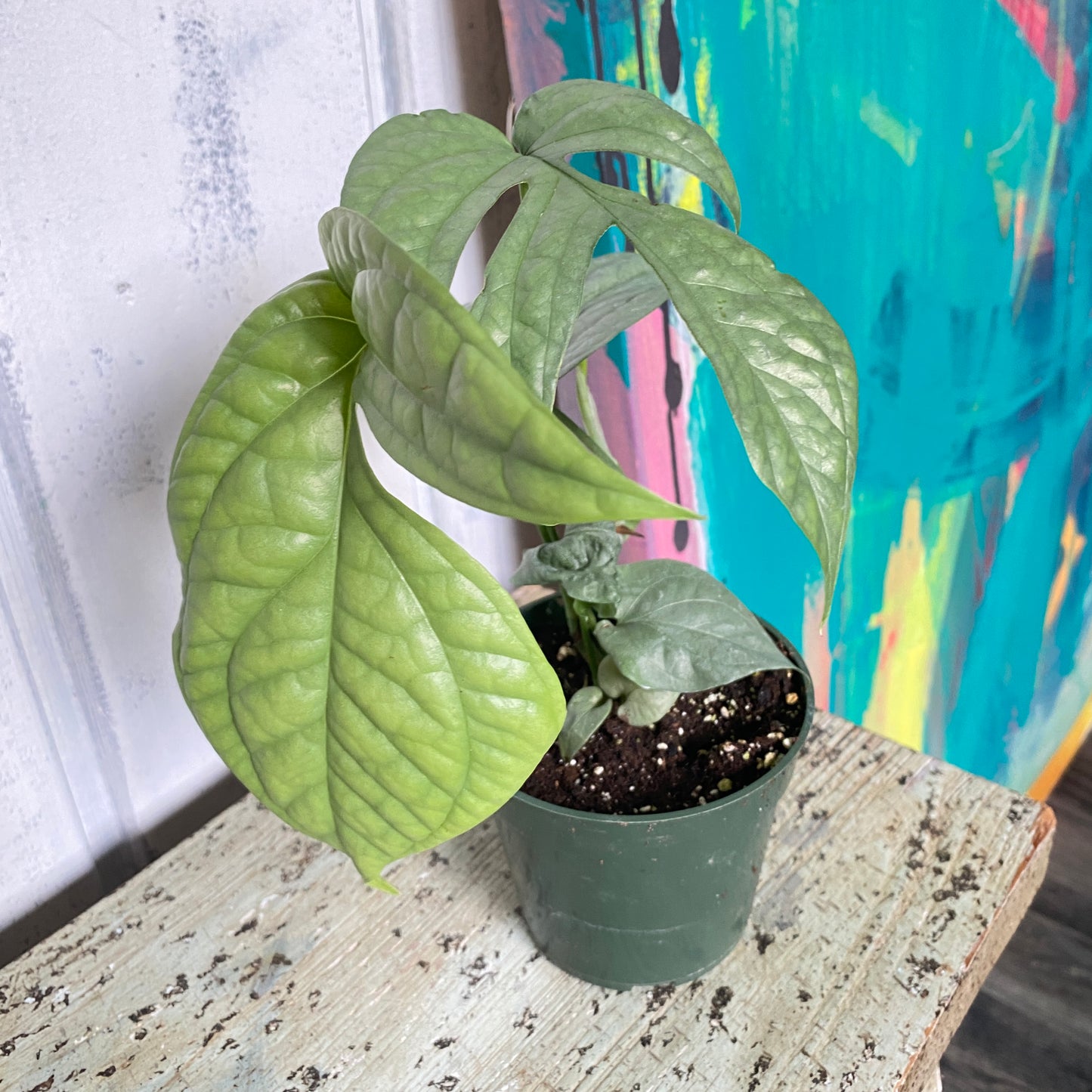Monstera Amydrium