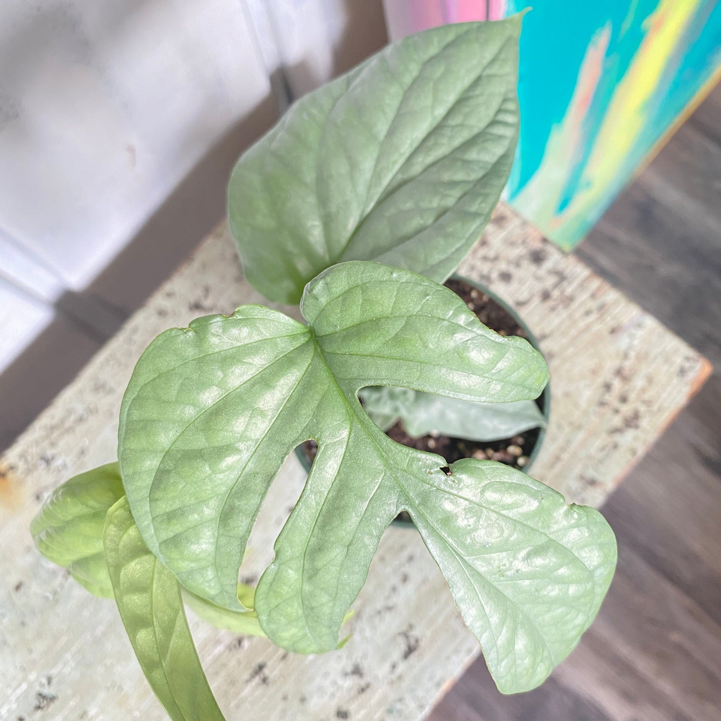 Monstera Amydrium