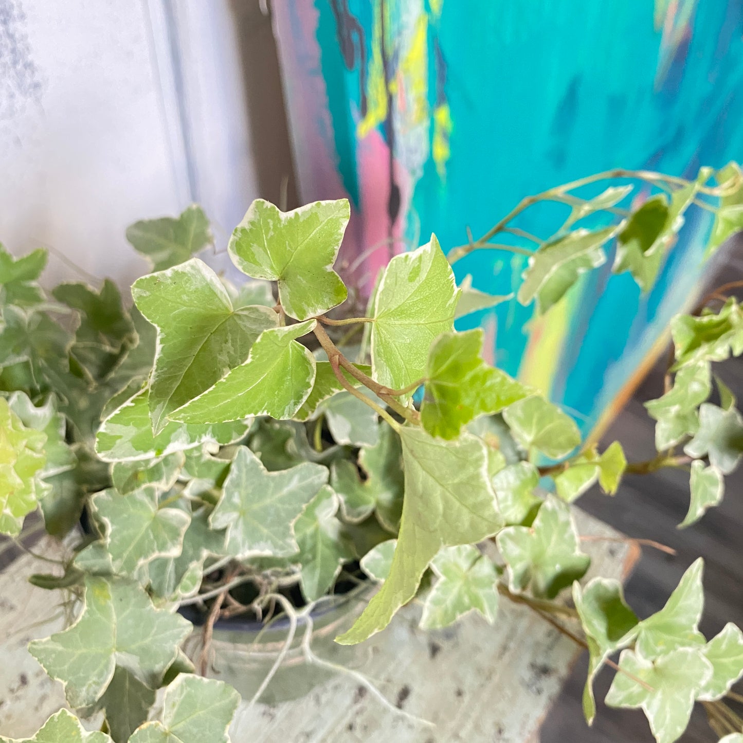 Hedera Goldchild English Ivy