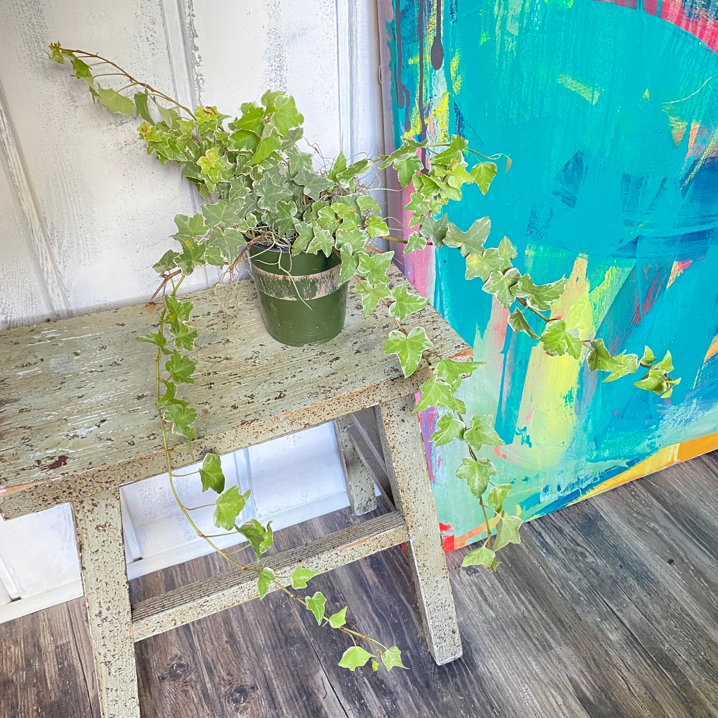 Hedera Goldchild English Ivy