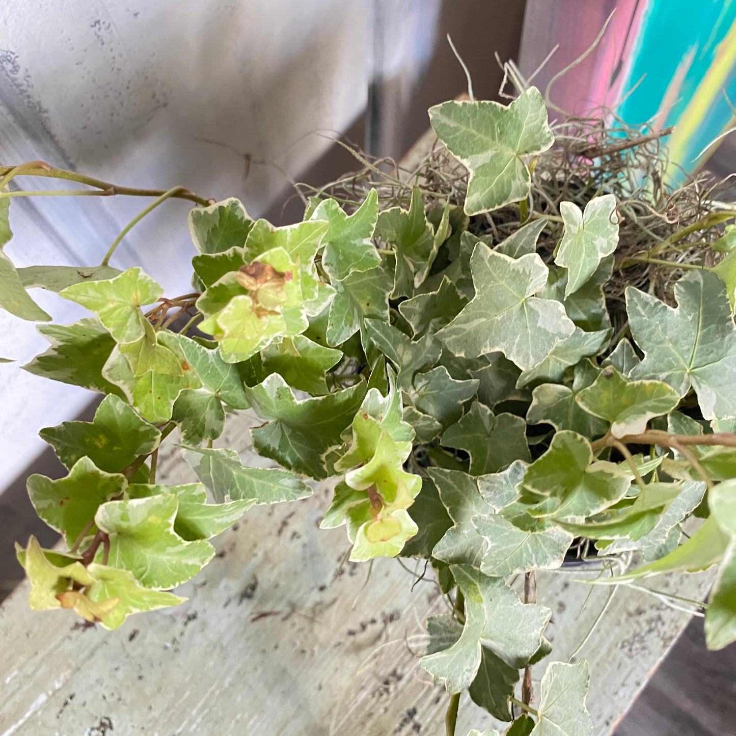 Hedera Goldchild English Ivy