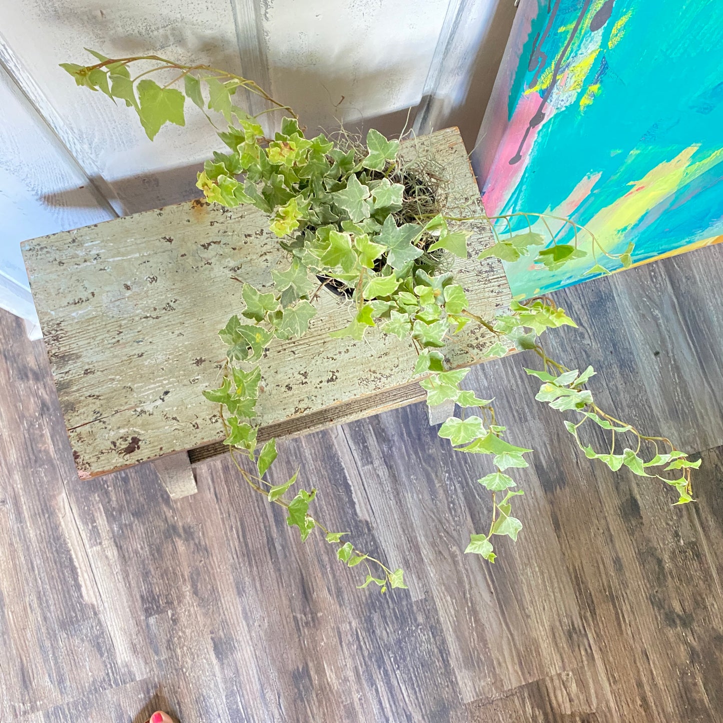 Hedera Goldchild English Ivy