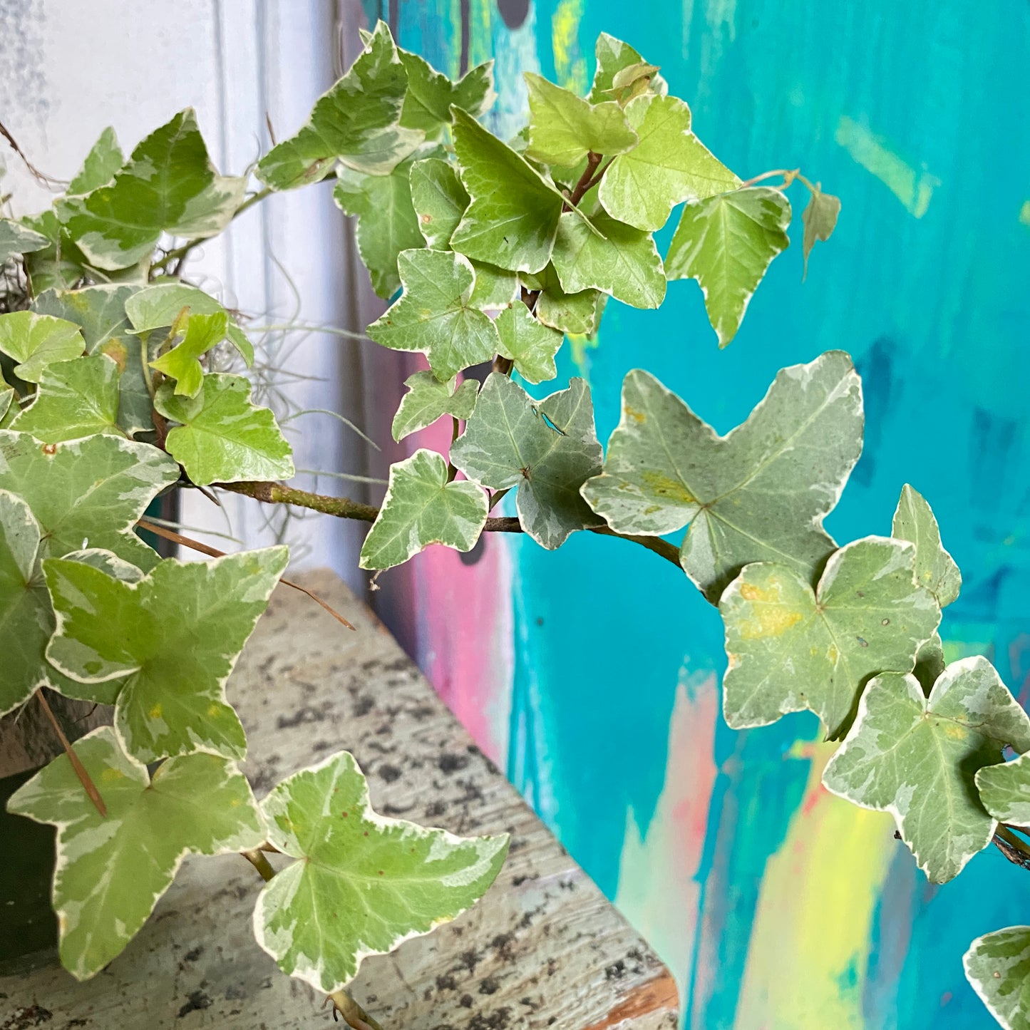 Hedera Goldchild English Ivy
