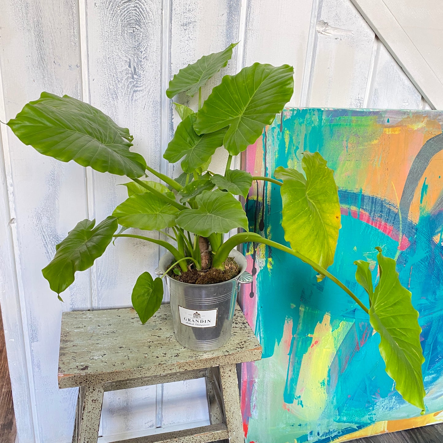Alocasia Elephant Ear in a Champagne Bucket!