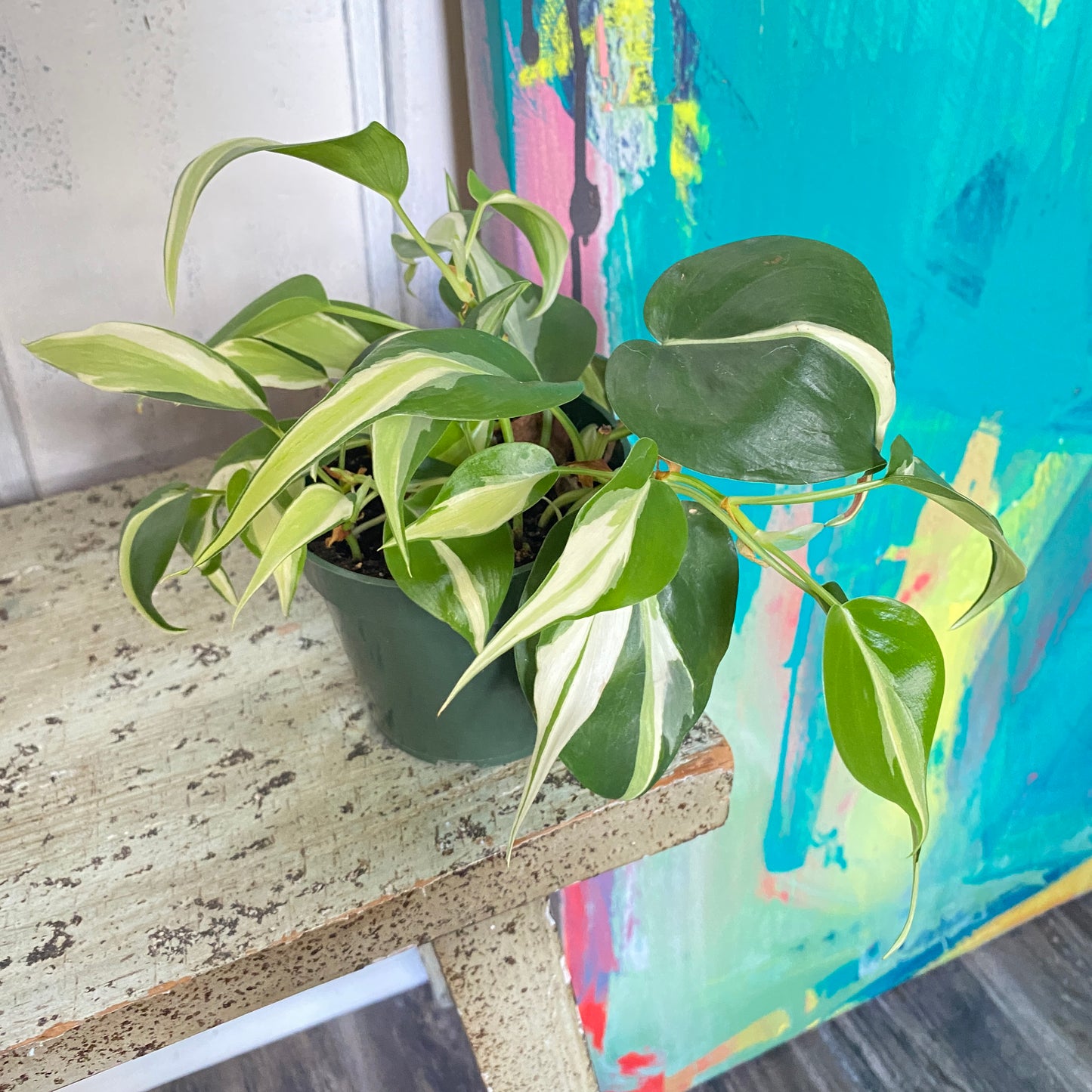 Philodendron Silver Stripe Vine