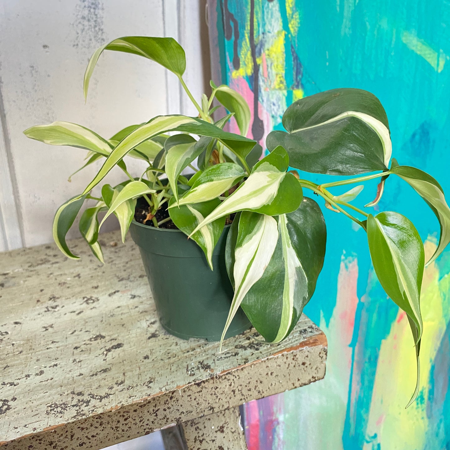 Philodendron Silver Stripe Vine