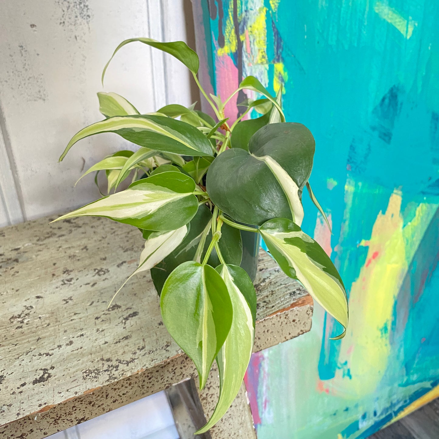Philodendron Silver Stripe Vine