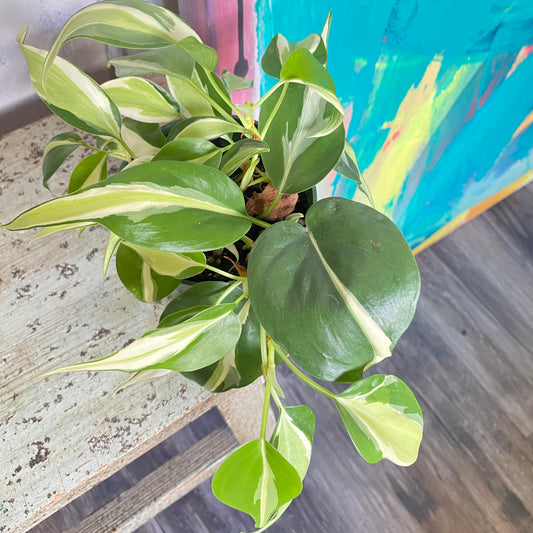 Philodendron Silver Stripe Vine