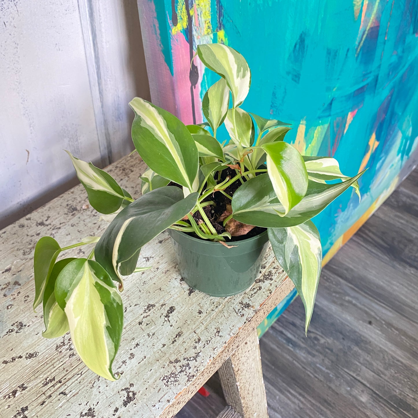 Philodendron Silver Stripe Vine