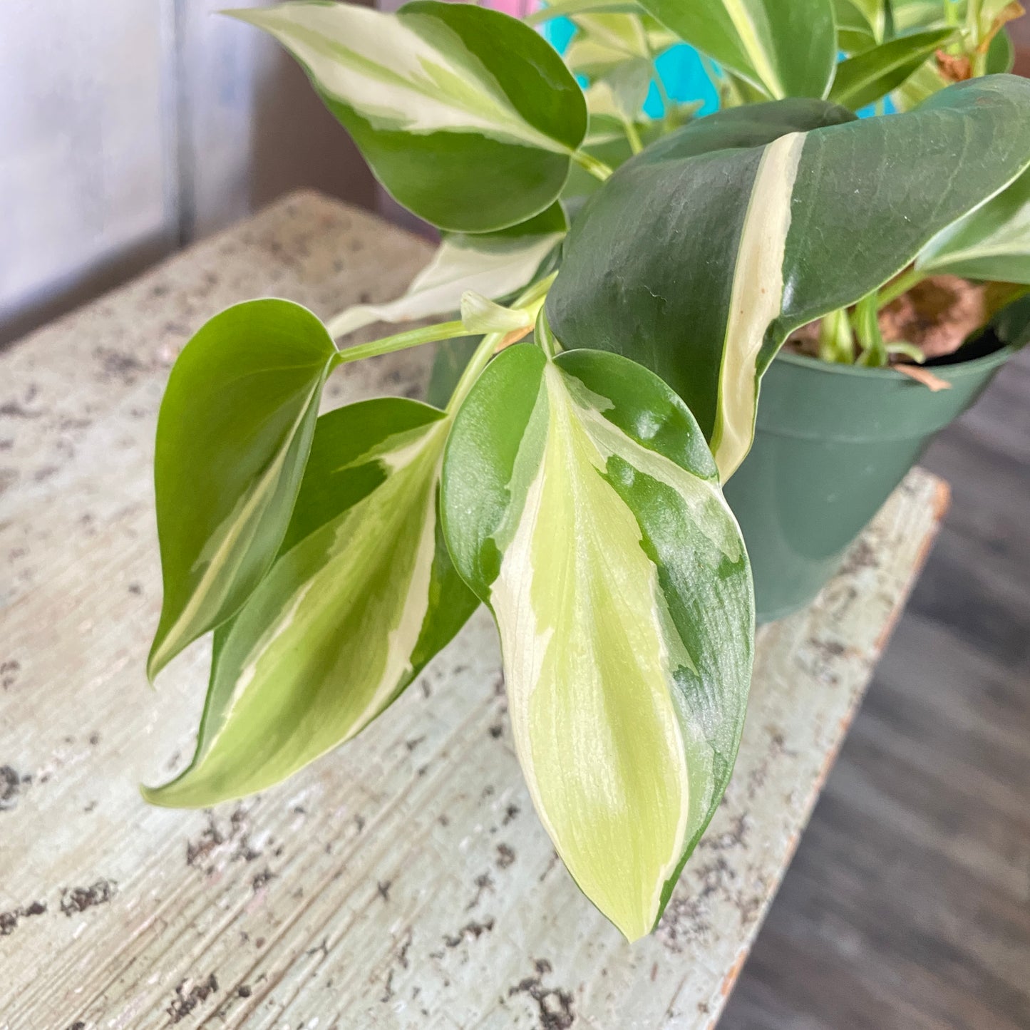 Philodendron Silver Stripe Vine