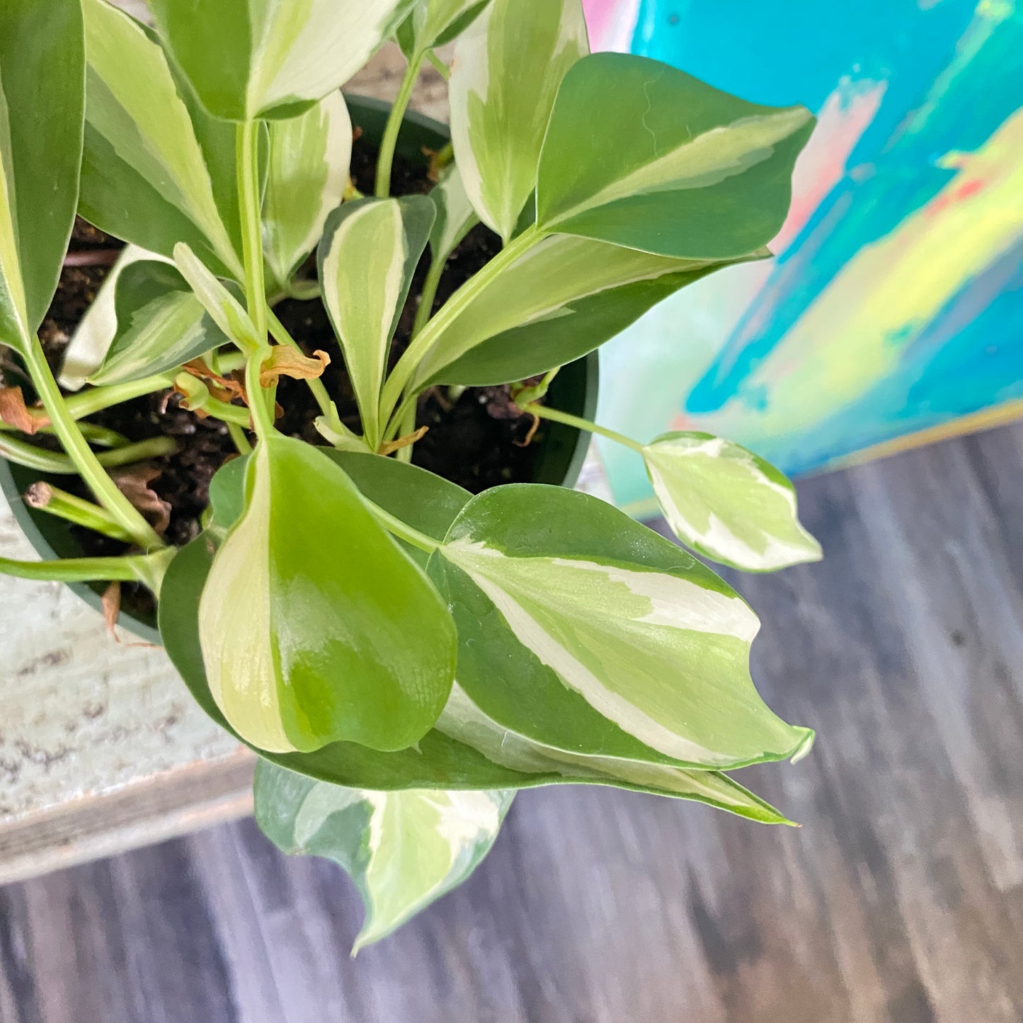 Philodendron Silver Stripe Vine