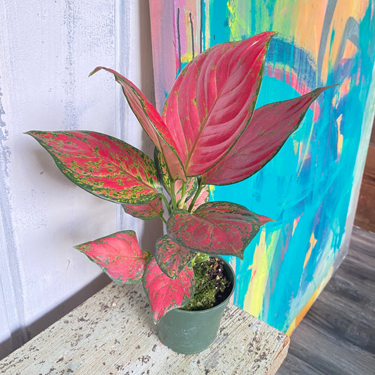 Aglaonema 'Rich Red'