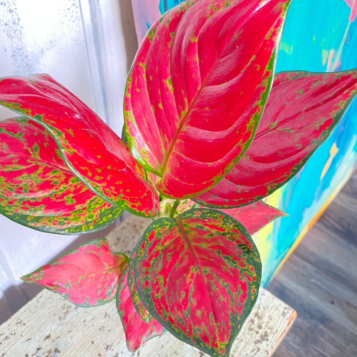 Aglaonema 'Rich Red'